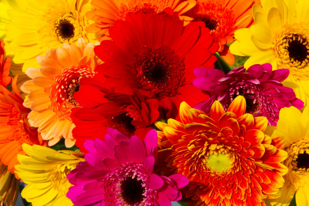 Vibrant Gerbera Flowers Wallpaper: Colorful Floral Background 5184x3456
