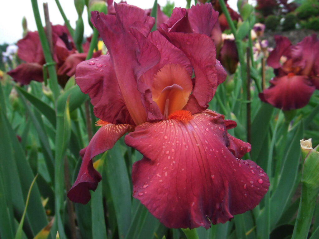 Vibrant Red German Iris Flowers Wallpaper on Lush Green Background