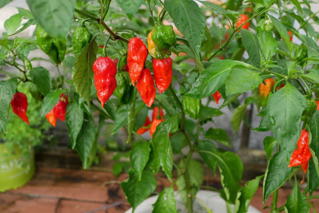 Vibrant ghost pepper plant with fiery red and orange chili peppers on green leaves wallpaper