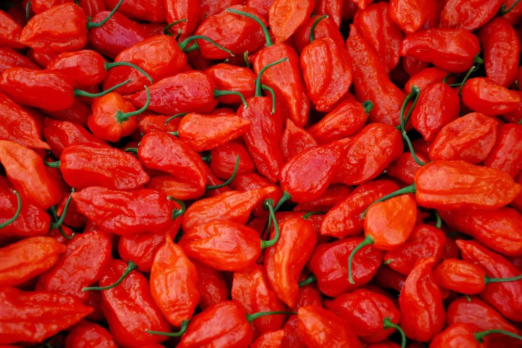 Macro shot of vibrant fresh Ghost Peppers with wrinkled red skin and intense fiery texture Wallpaper