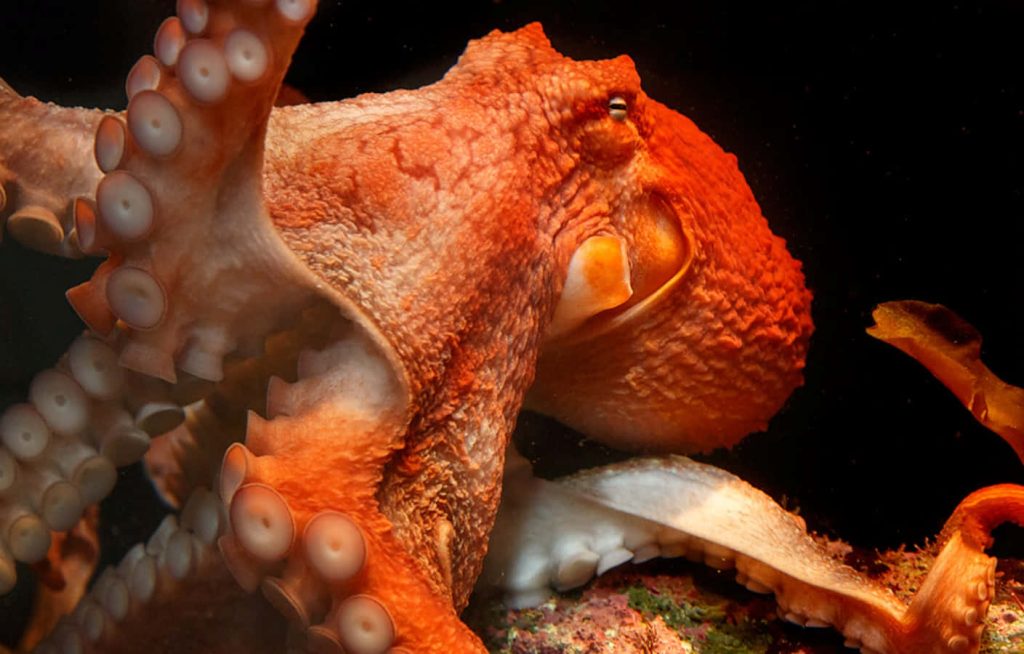 Vibrant Giant Pacific Octopus with bright orange mantle and detailed suction cups underwater Wallpaper