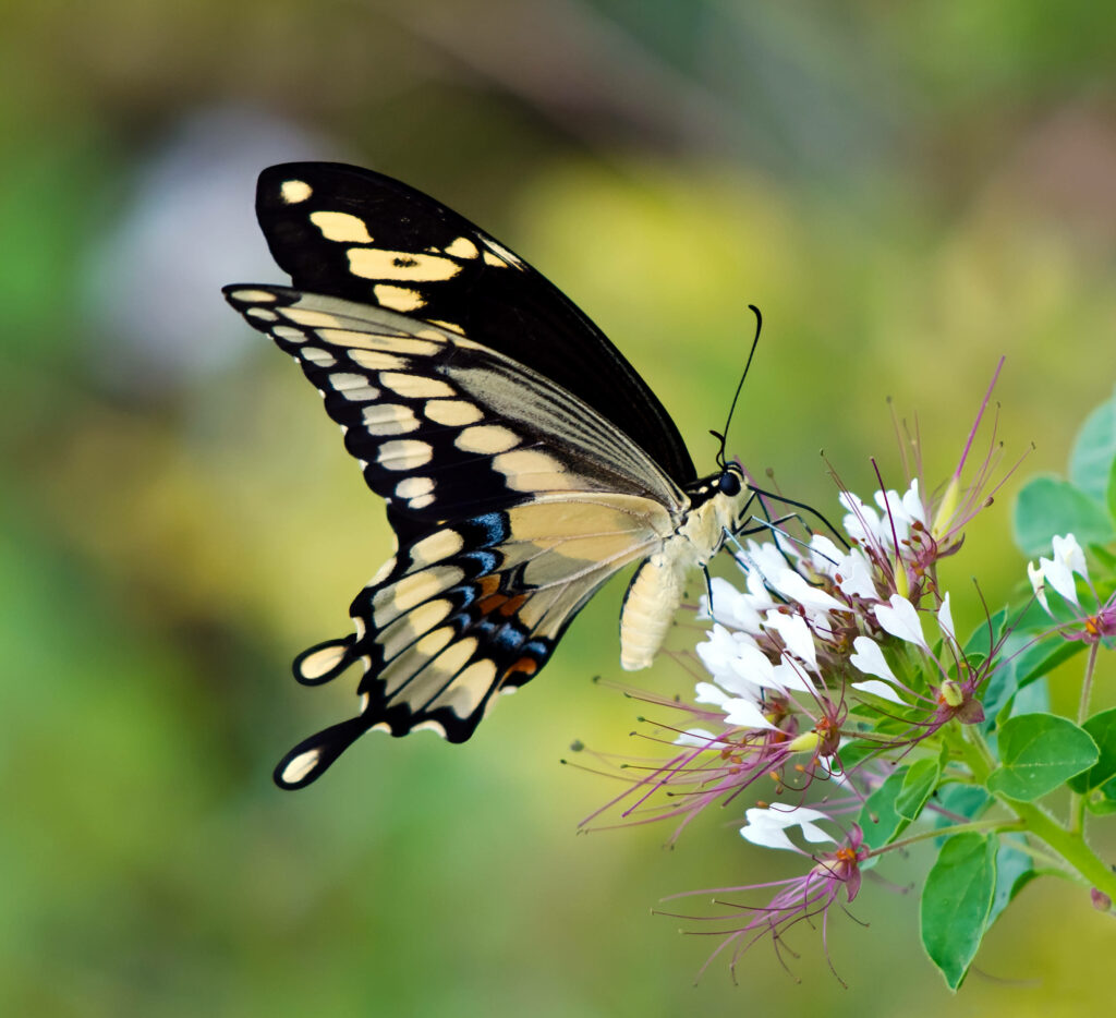 Vibrant Giant Swallowtail Butterfly Wallpaper - Nature's Elegance