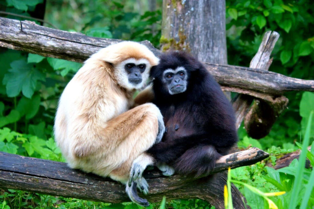 Vibrant Gibbon Monkeys on Rustic Branch Amidst Lush Green Foliage Wallpaper