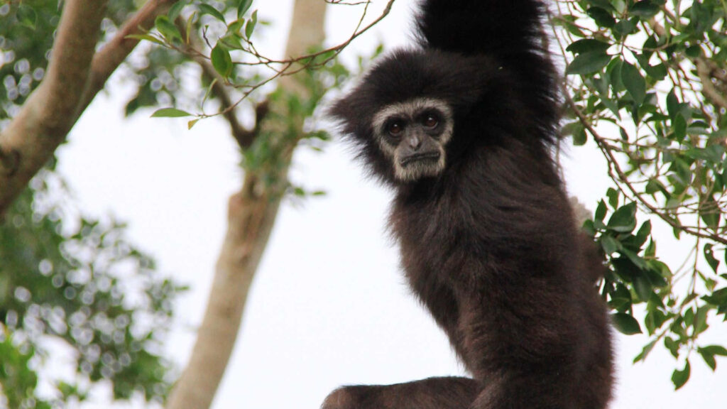 Agile Gibbon Soars Amidst Lush Forest Canopy Wallpaper