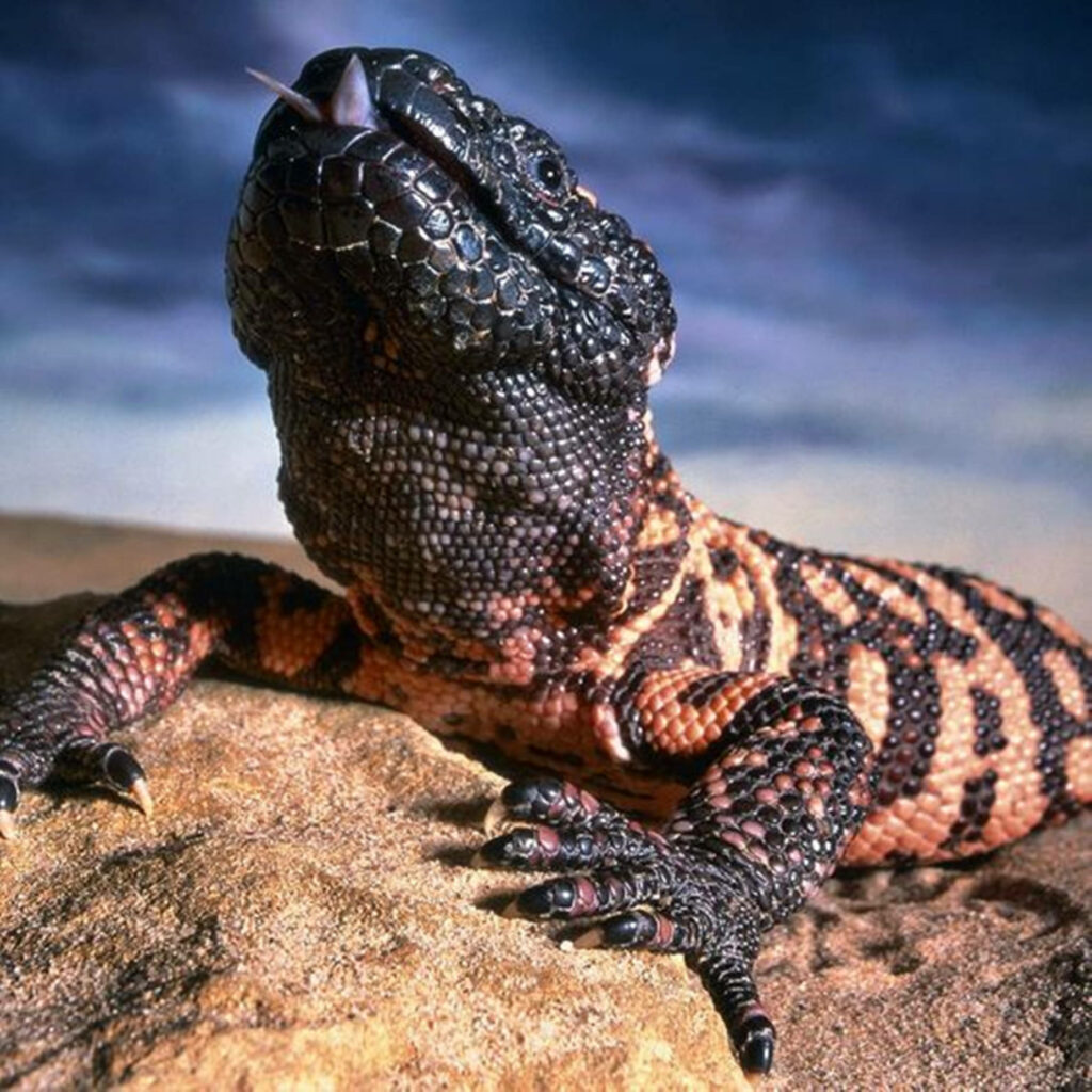 Close-Up of a Vibrant Gila Monster: Textured Skin & Playful Tongue Wallpaper