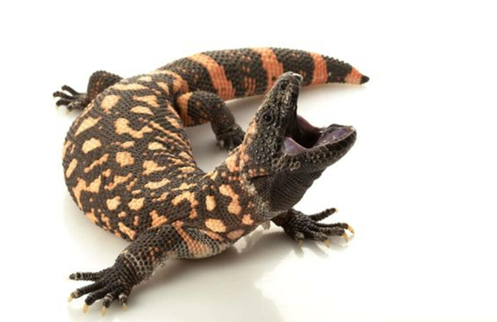 Vibrant Gila Monster Wallpaper: Open Mouth & Unique Patterns