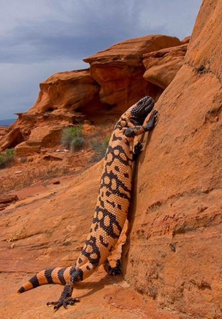 Vibrant Gila Monster Climbing Sunlit Desert Rock Formation Wallpaper