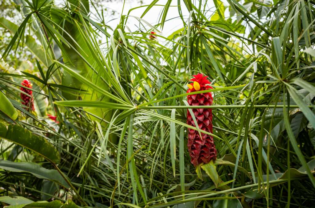 Vibrant Ginger Flower in Lush Greenery – Nature Wallpaper Background
