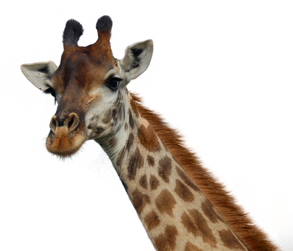 Curious Giraffe Close-Up: Vibrant Artistic Background Wallpaper
