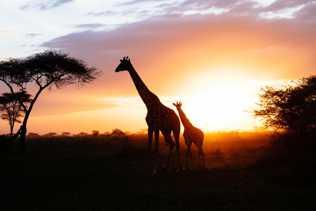 Elegant Giraffe Silhouettes at Sunset - Serene Savanna Wallpaper