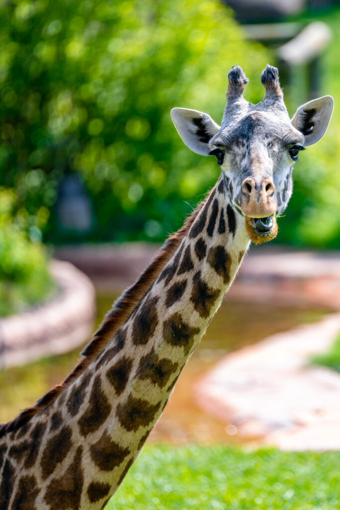 Playful Giraffe Wallpaper: Fun & Lush Green Background