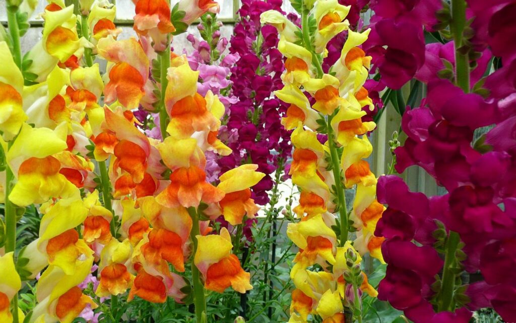 Vibrant Gladioli Wallpaper: Colorful Floral Background for Screens