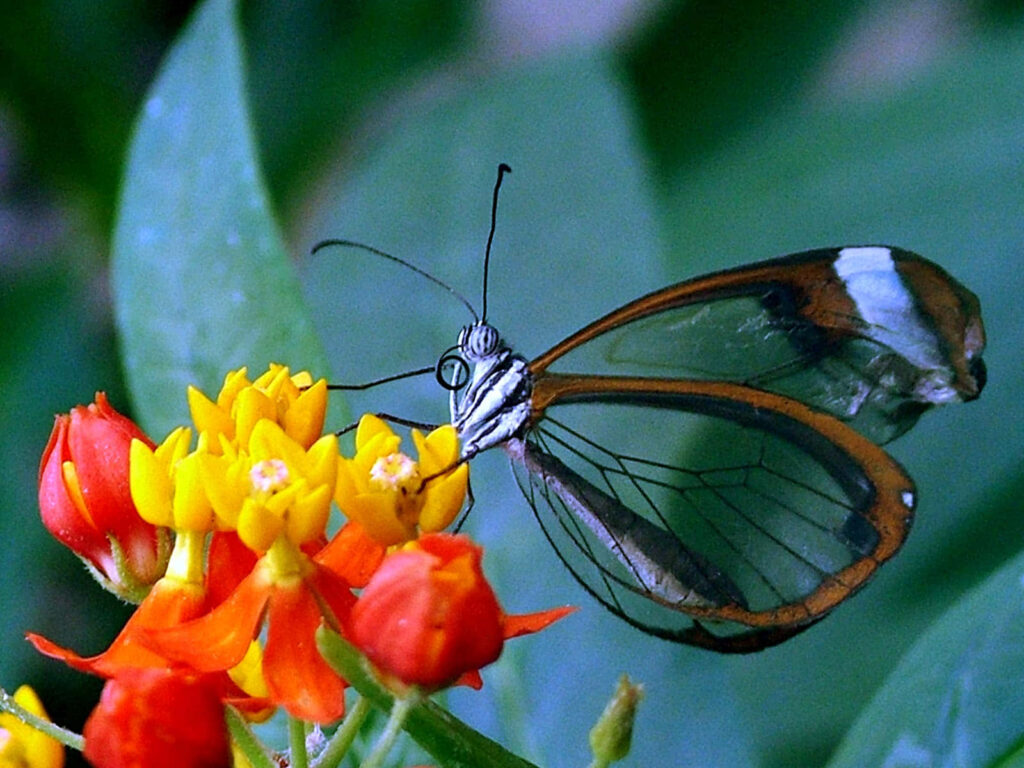 Colorful Glasswing Butterfly Wallpaper: Vibrant Flowers & Lush Foliage