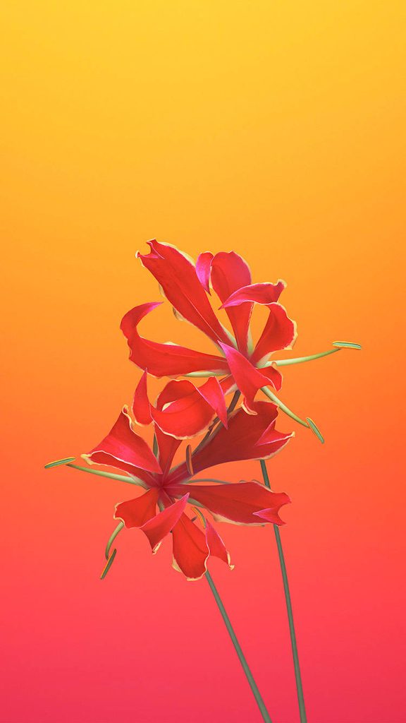 Vibrant iOS wallpaper of crimson Gloriosa superba flame lily on seamless orange gradient background