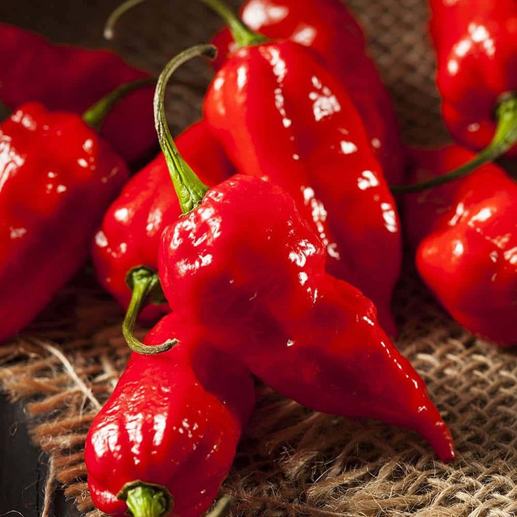Glossy vibrant Ghost Peppers on rustic burlap detailed macro shot bright red Bhut Jolokia chili wallpaper