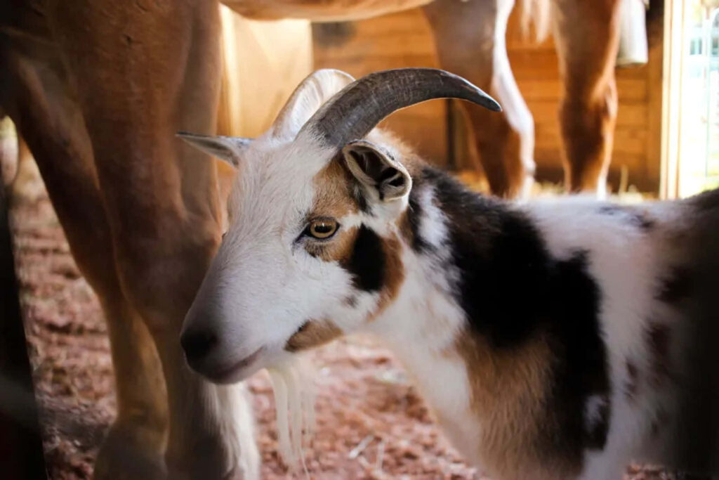 Vibrant Goat Wallpaper: Cozy Rustic Setting & Distinctive Horns