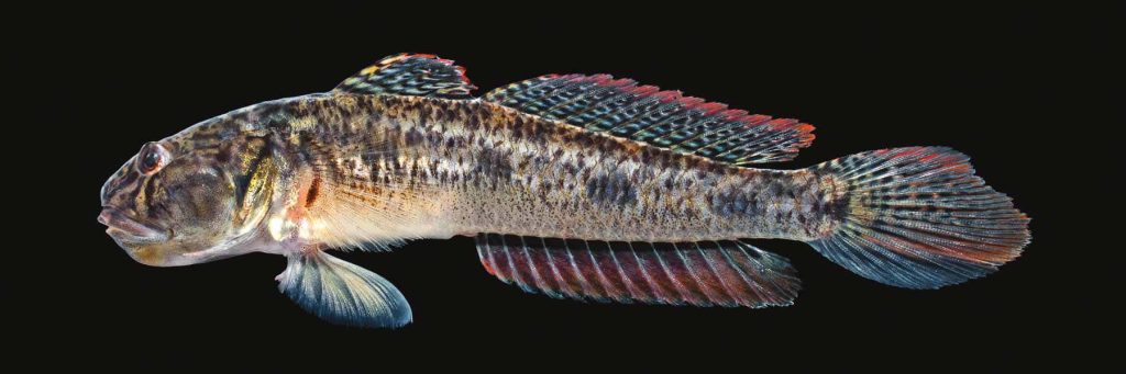 Macro image of colorful Goby fish with red fins and mottled scales on black background wallpaper