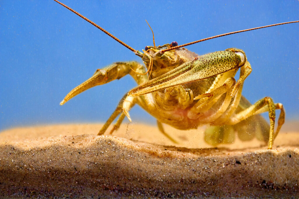 Gold Crayfish on Sandy Beach Wallpaper | Vibrant Nature Scene
