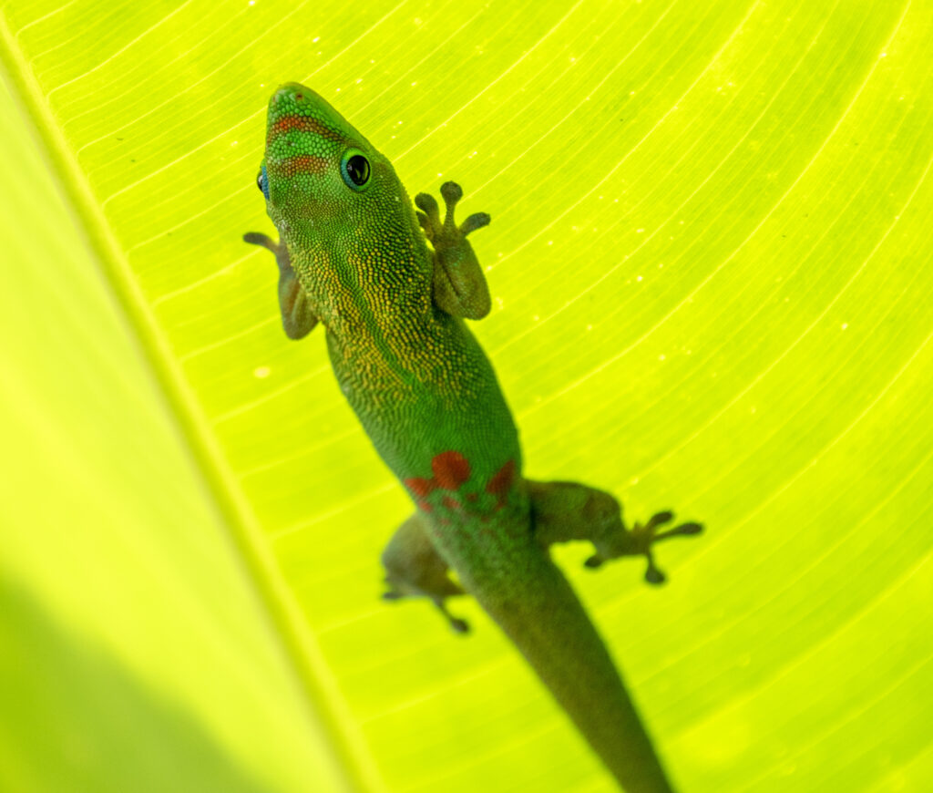 Vibrant Gold Dust Day Gecko on Bright Green Leaf - Stunning Wallpaper