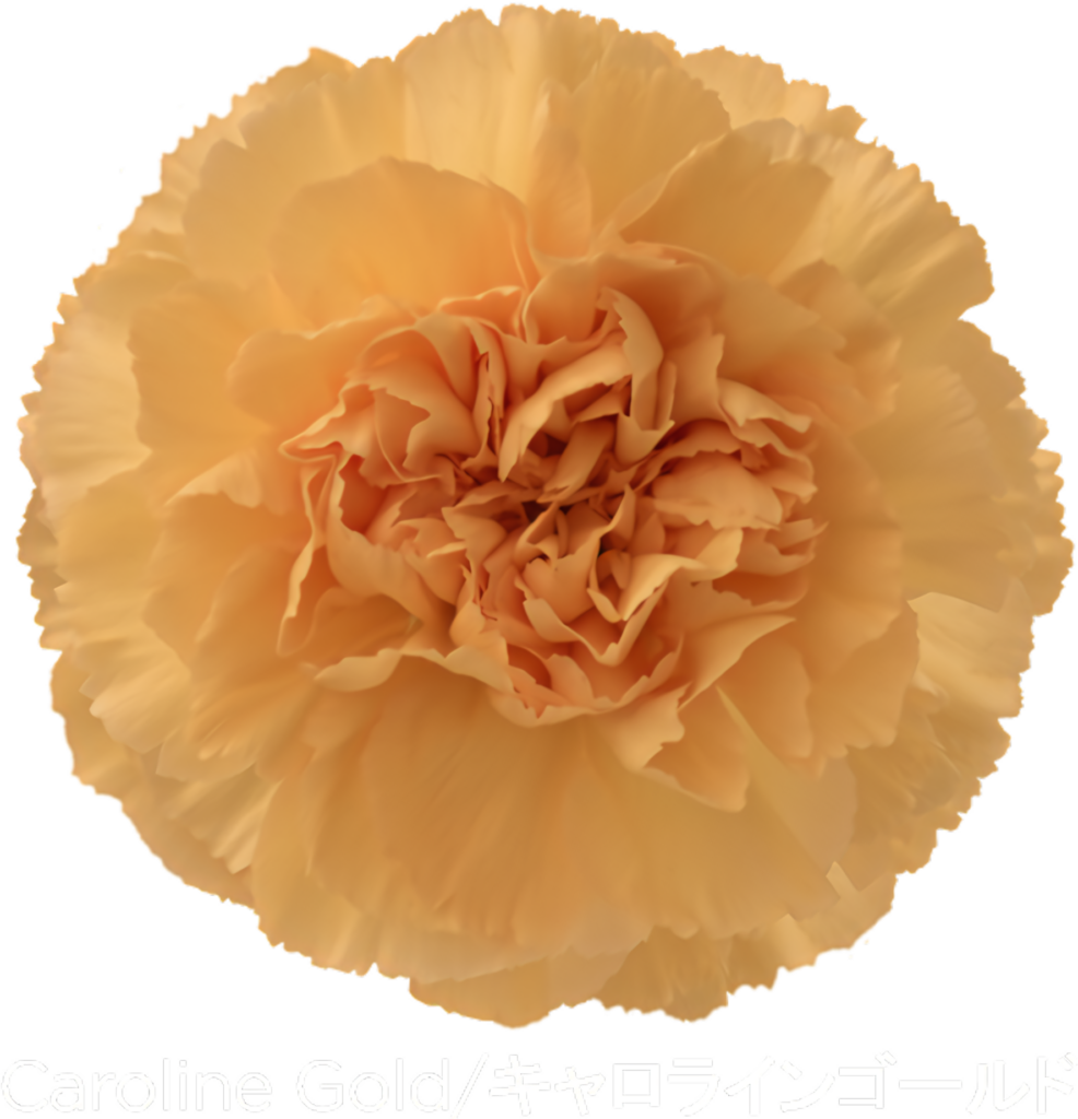 Vibrant Golden Carnation Flower Wallpaper: Elegant Floral Background