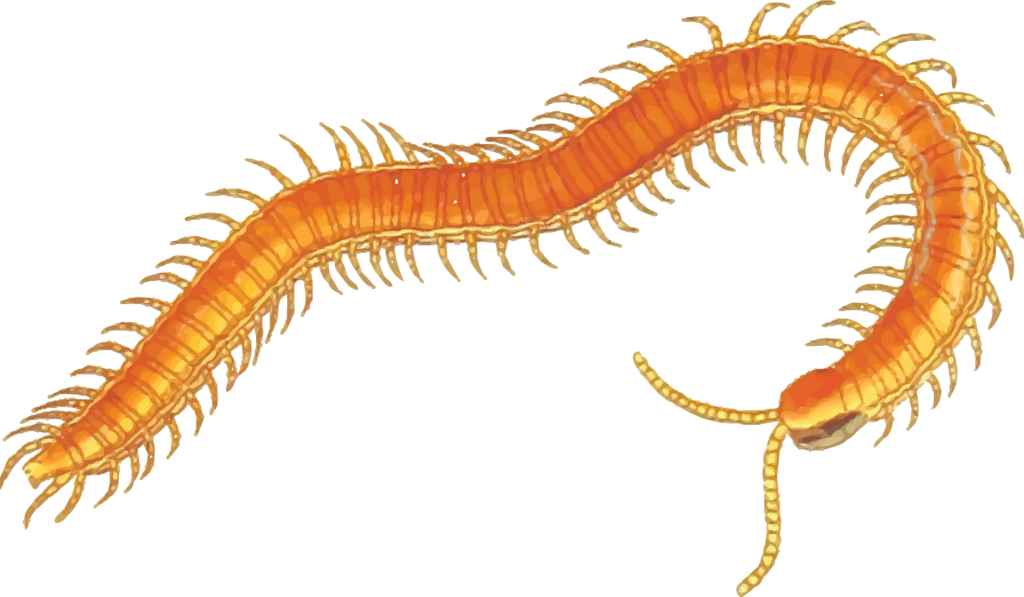 Dynamic Golden Centipede Wallpaper: Vibrant Illustration & Design