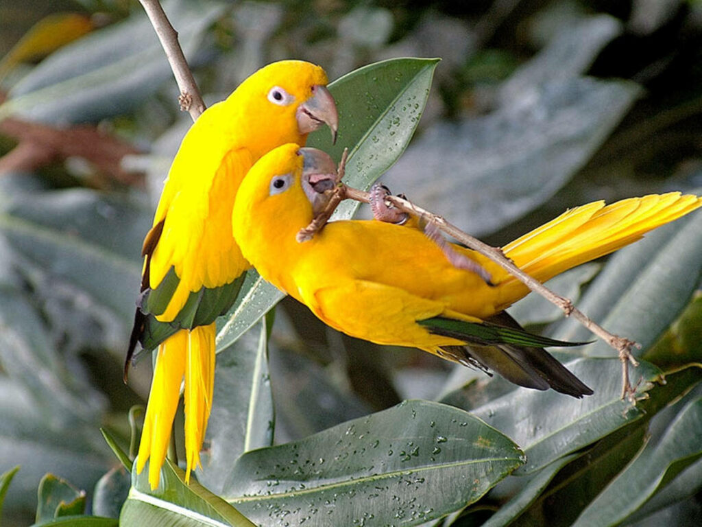 Vibrant Golden Conure Parrots on Lush Green Wallpaper Background