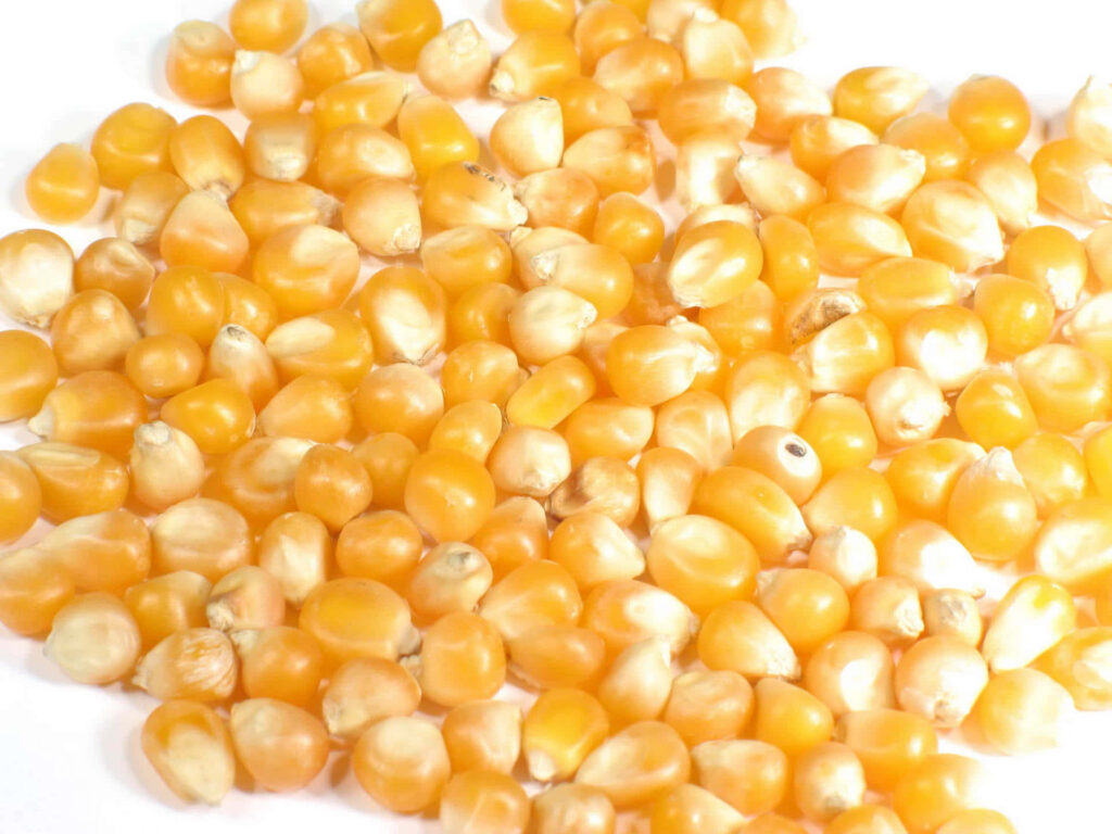 Close-up of vibrant golden yellow corn kernels on white background with smooth glossy texture Wallpaper