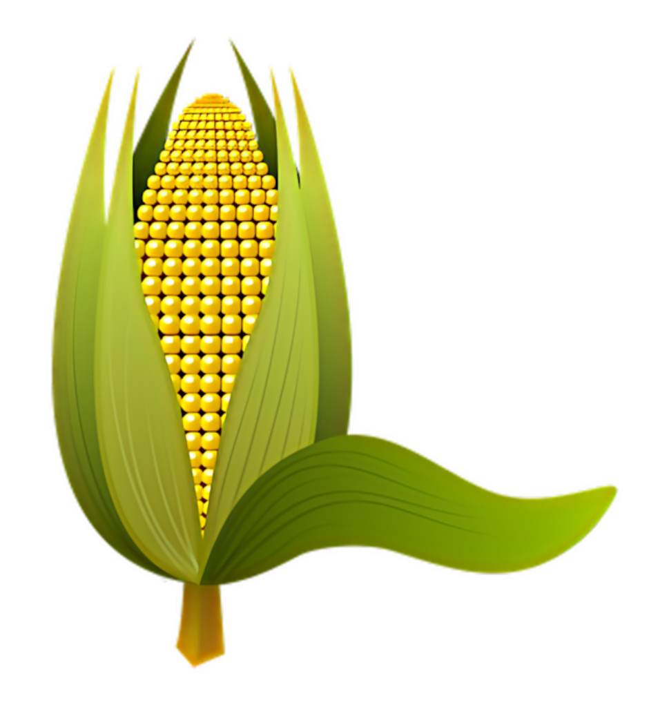 Vibrant Golden Corn Wallpaper: Fresh Yellow Kernels & Green Husks