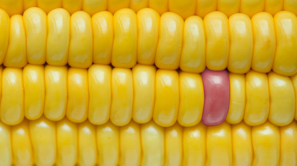 Close-up of vibrant yellow corn kernels with a single pink kernel for bold wallpaper background