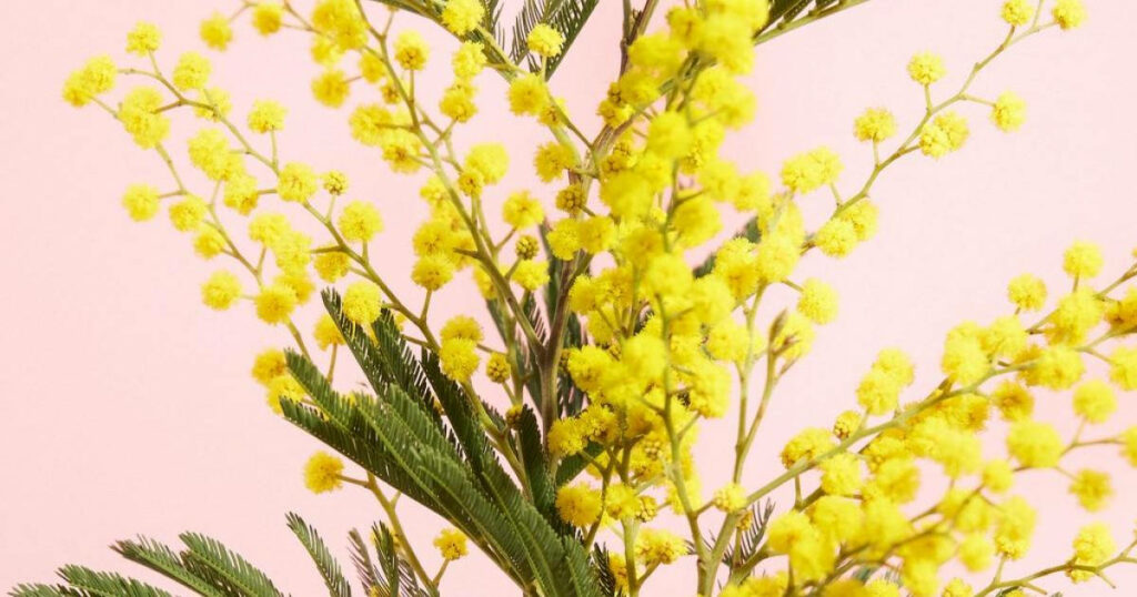 Cheerful Pink Wallpaper with Delicate Golden Mimosa Flowers