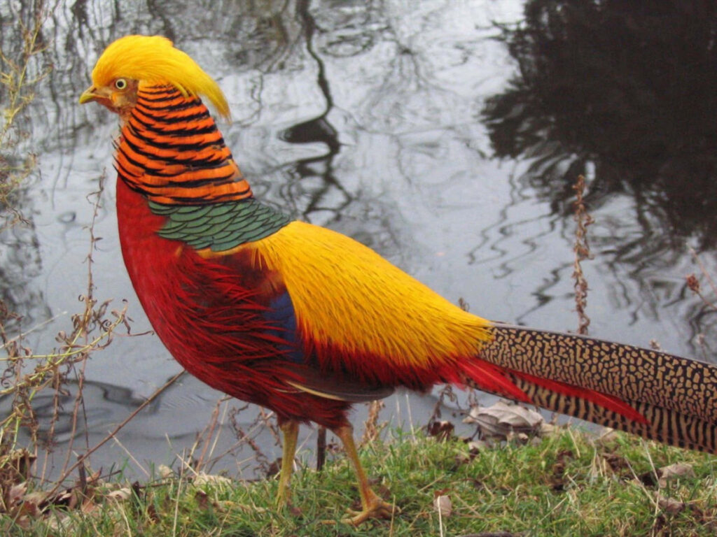 Vibrant Golden Pheasant by Water: Serene Nature Wallpaper