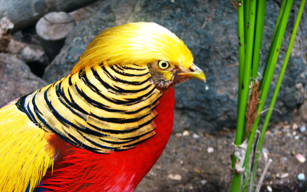 Vivid Golden Pheasant Portrait Wallpaper: Colorful Plumage & Nature