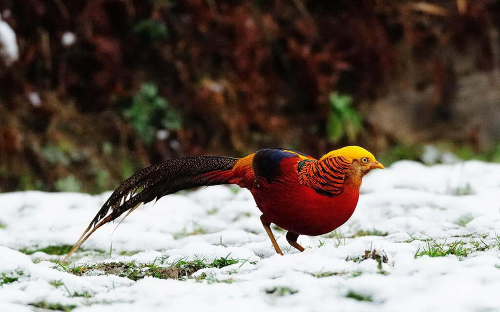 Vibrant Golden Pheasant on Snowy Landscape Wallpaper Background