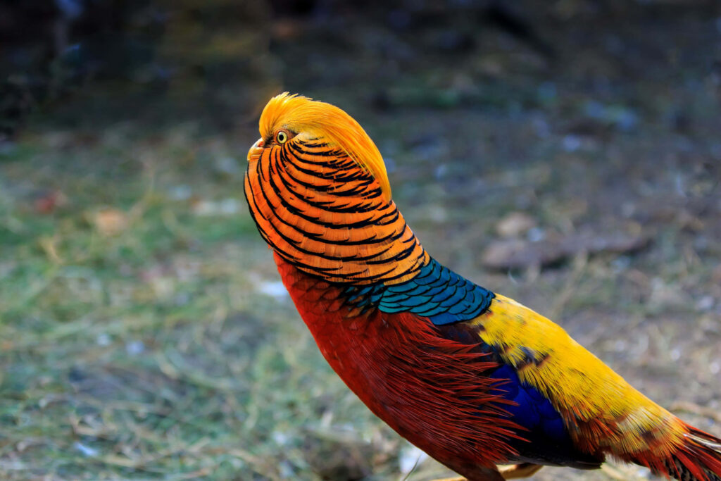 Vibrant Golden Pheasant Wallpaper: Nature's Colorful Portrait
