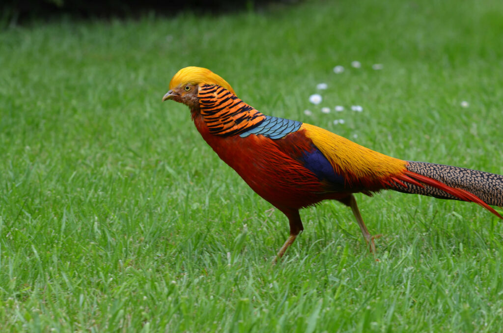 Vibrant Golden Pheasant in Lush Green Grass - Stunning Wallpaper