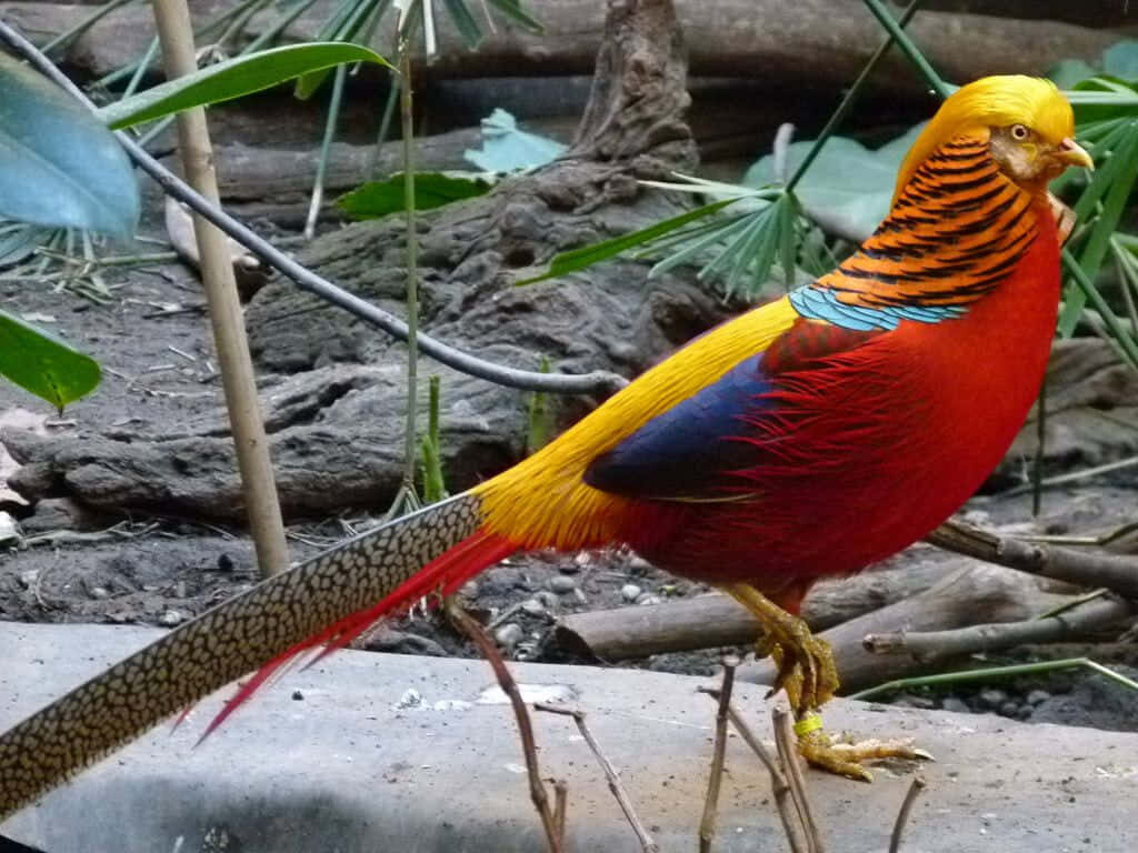 Vibrant Golden Pheasant in Lush Greenery - Stunning Wallpaper