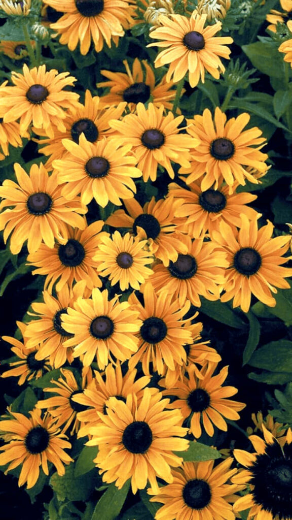 Vibrant Golden Sunflowers on Lush Green Wallpaper Background