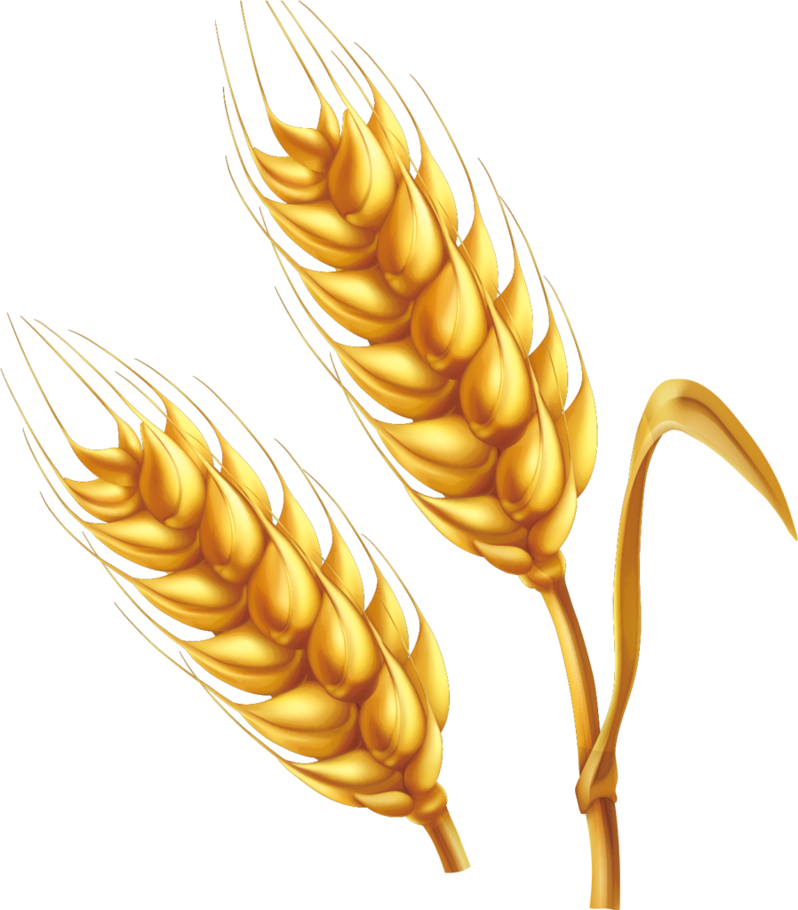 Vibrant Golden Wheat Ears Wallpaper - Abundance & Natural Beauty