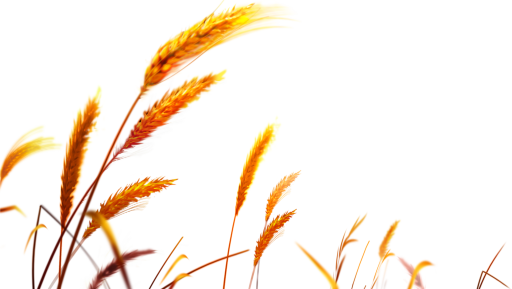 Vibrant Golden Wheat Stalks Wallpaper - Natural Beauty Background
