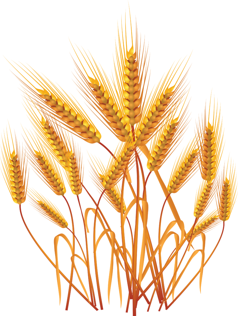 Vibrant Vector Wallpaper: Golden Wheat Stalks on Transparent Background
