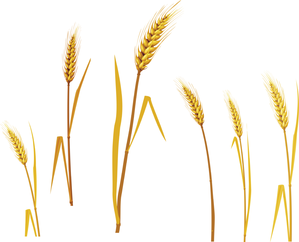 Vibrant Golden Wheat Stalks Wallpaper for Nature-Inspired Projects