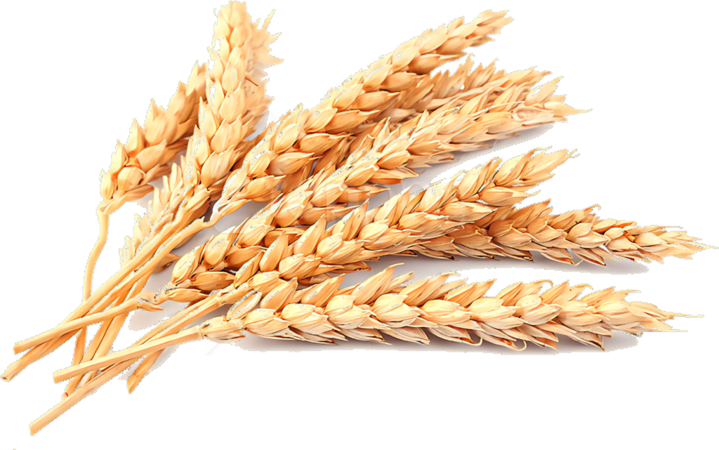 Vibrant Golden Wheat Stalks Wallpaper - Natural Texture Background