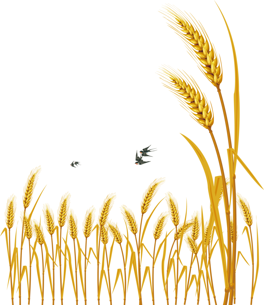 Vibrant Golden Wheat Stalks Wallpaper with Birds on Transparent Background