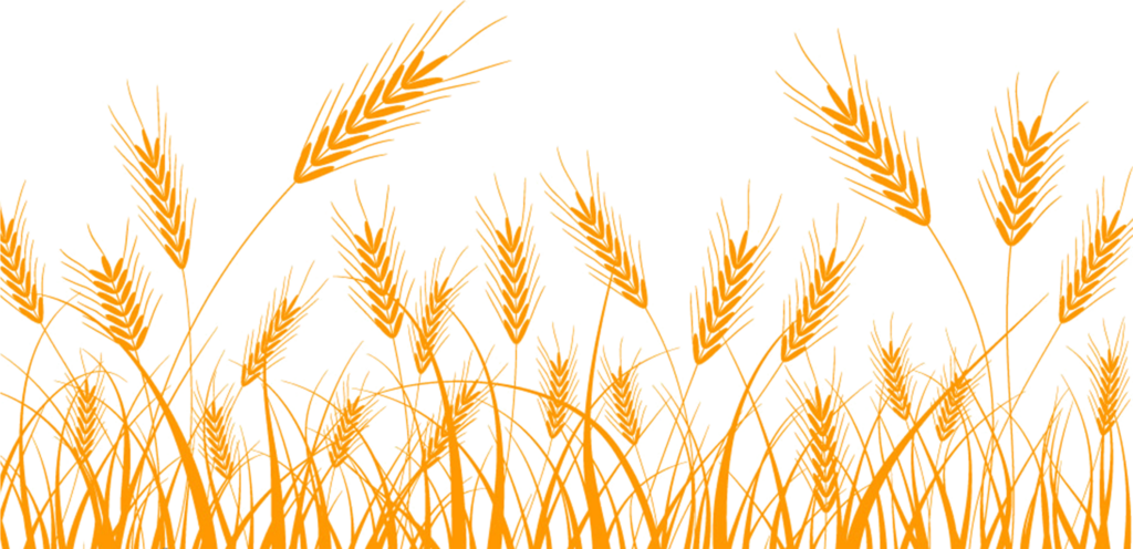 Vibrant Golden Wheat Vector Wallpaper with Transparent PNG Background
