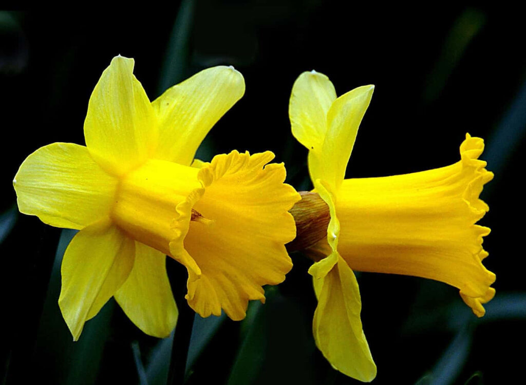 Elegant Daffodils Wallpaper: Vibrant Floral Beauty on Dark Background