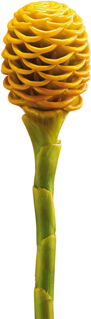 Vibrant Golden-Yellow Hawaiian Ginger Flower PNG with Transparent BG Wallpaper