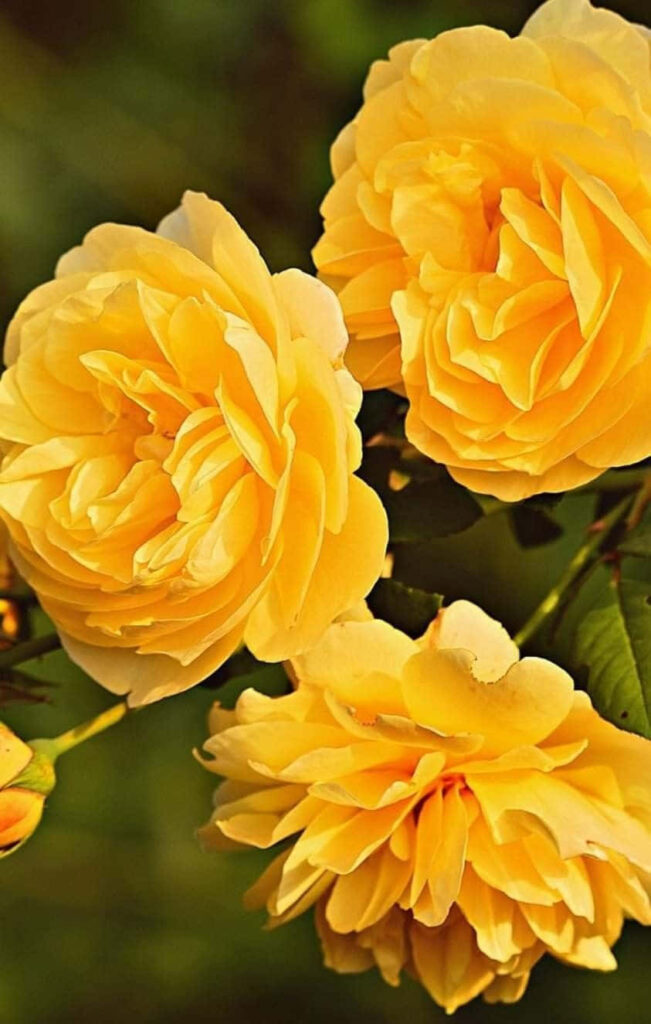 Vibrant Golden Yellow Roses on Soft Green Background - Elegant Wallpaper