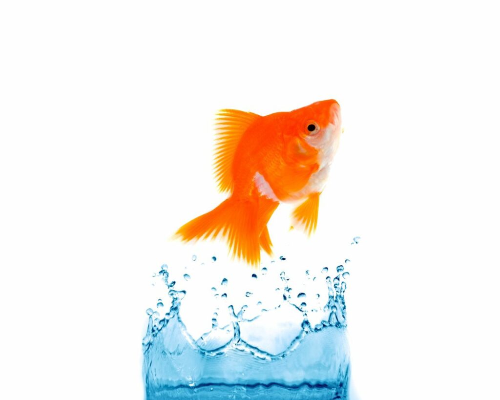 Vibrant Goldfish Mid-Jump in Splashing Water on White Background Wallpaper