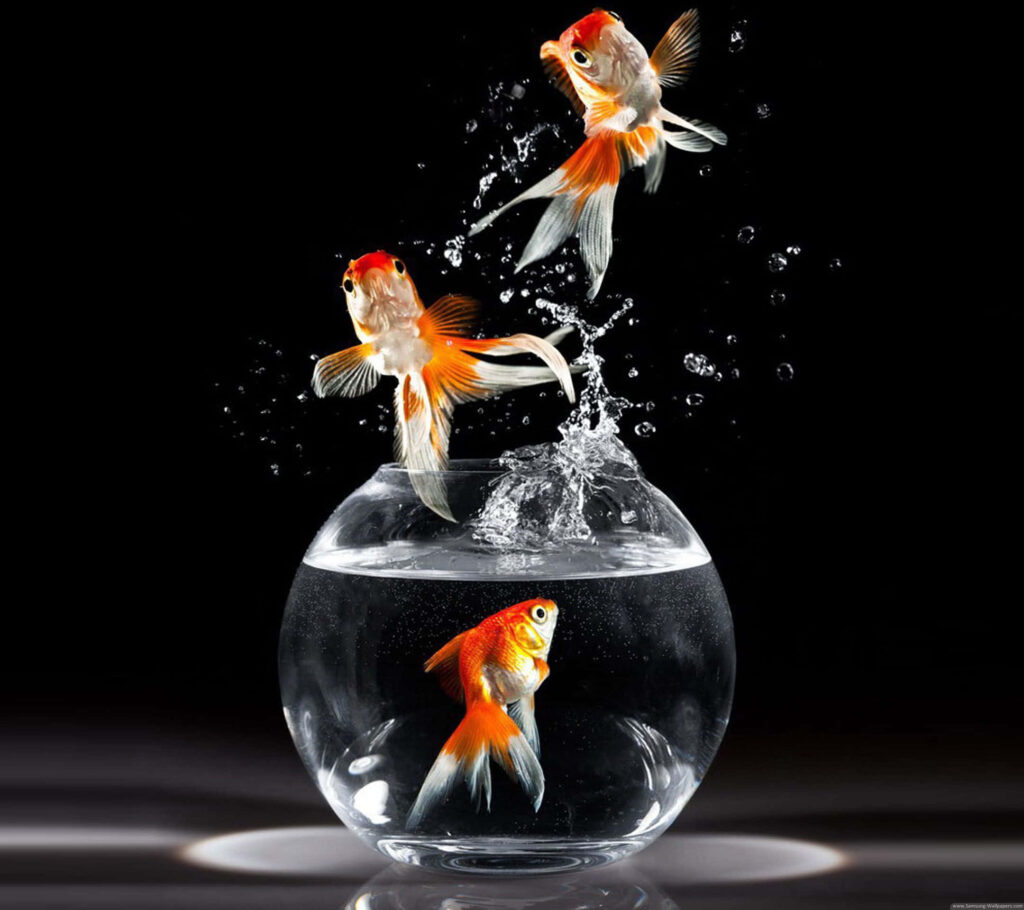 Vibrant Goldfish in Motion: Captivating Black Background Wallpaper