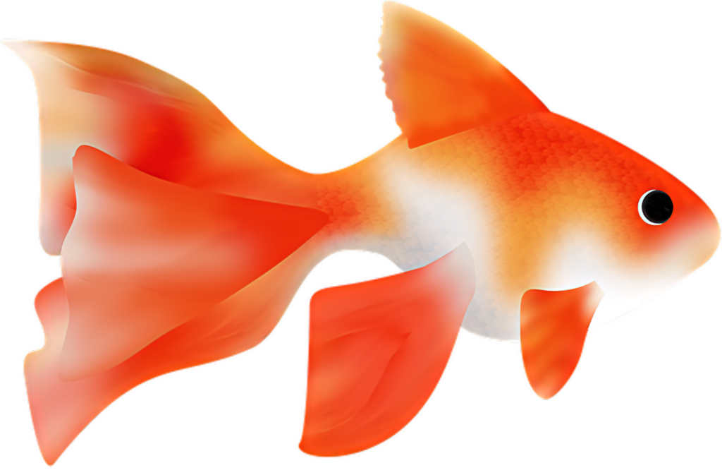 Vibrant Goldfish Illustration with Flowing Fins - Transparent Background Wallpaper
